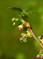 MSA RIBES NIGRUM 50 ML - farmagiri